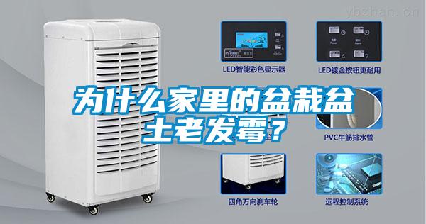 為什么家里的盆栽盆土老發(fā)霉?