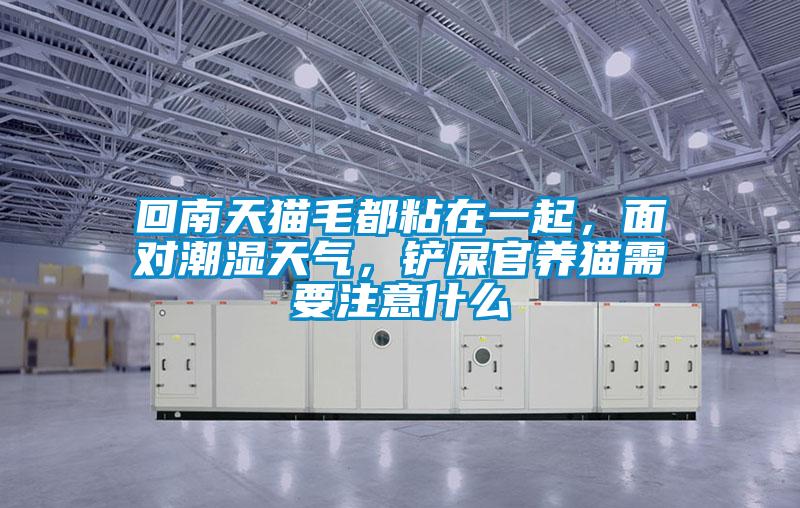 回南天貓毛都粘在一起,面對潮濕天氣,鏟屎官養貓需要注意什么