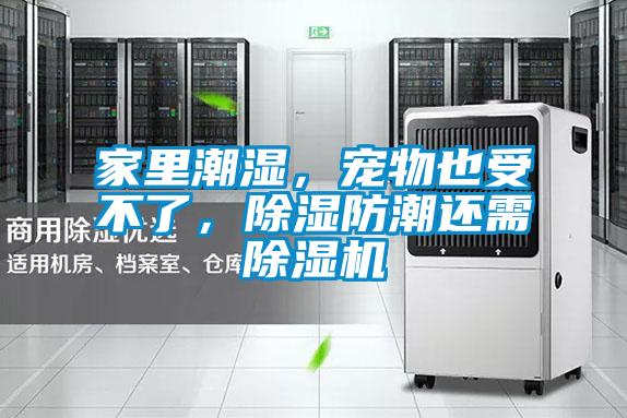 家里潮濕，寵物也受不了，除濕防潮還需除濕機